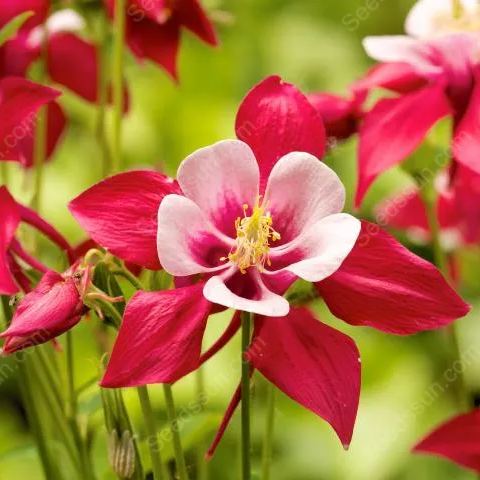 https://img-va.myshopline.com/image/store/1699946802271/AI-columbine-1154950-1920-full-width-720x480.png?w=720&h=480
