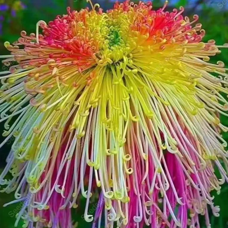 Rare Goldenrod Seeds