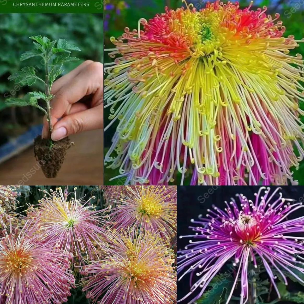 Rare Goldenrod Seeds