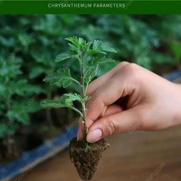 Rare Goldenrod Seeds