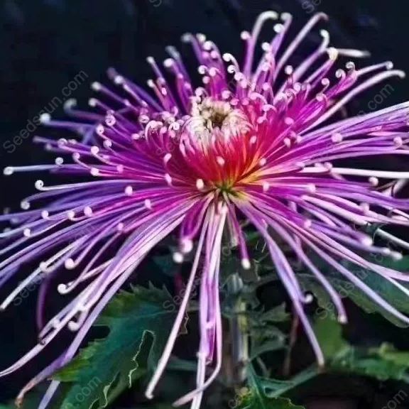 Rare Goldenrod Seeds