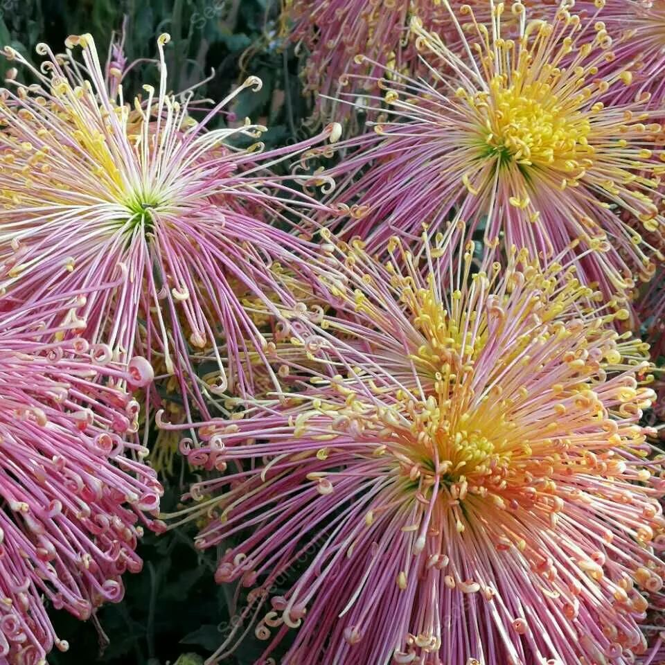 Rare Goldenrod Seeds