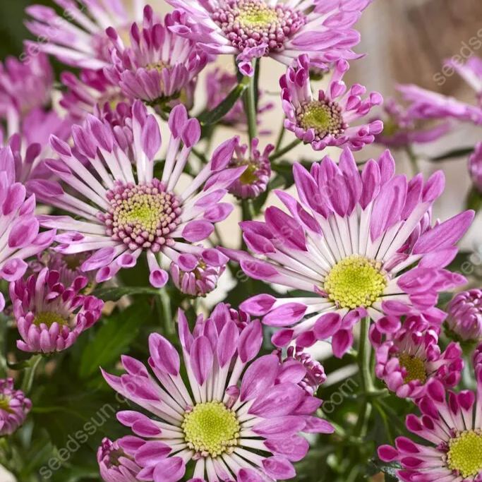Chrysanthemum Indicum 'sunny' Seeds