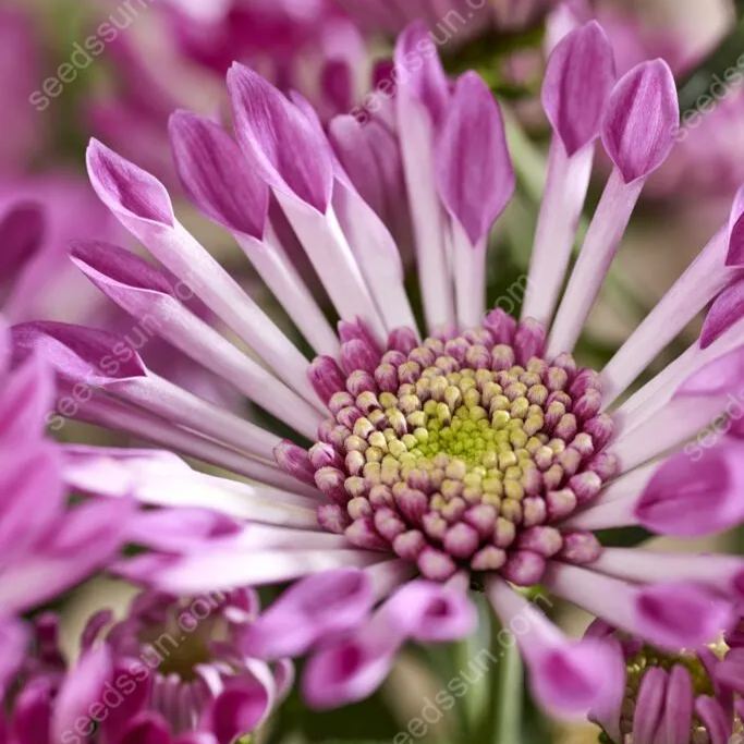 Chrysanthemum Indicum 'sunny' Seeds