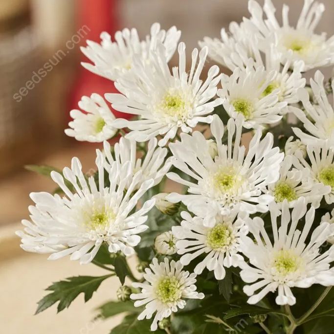 Chrysanthemum Indicum 'sunny' Seeds