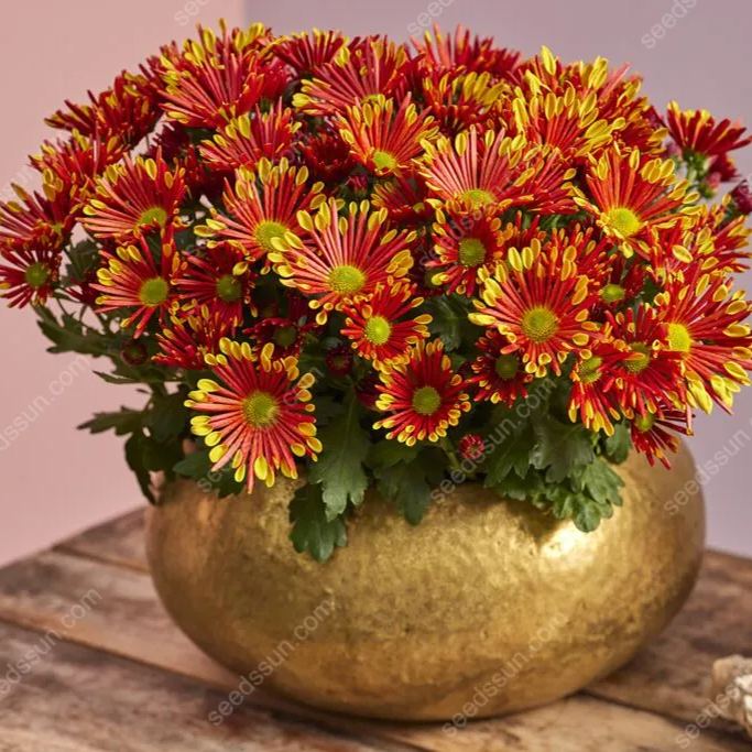 Chrysanthemum Indicum 'sunny' Seeds