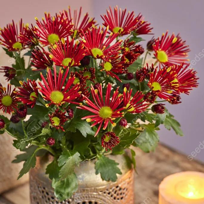 Chrysanthemum Indicum 'sunny' Seeds