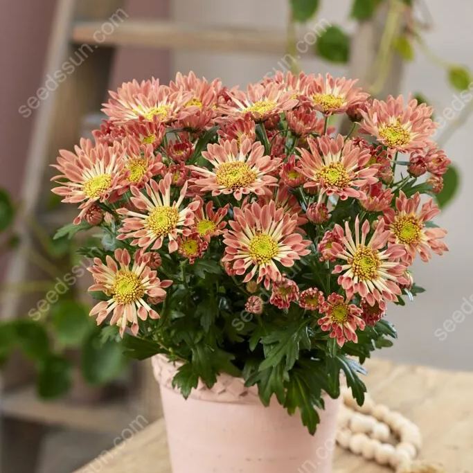 Chrysanthemum Indicum 'sunny' Seeds