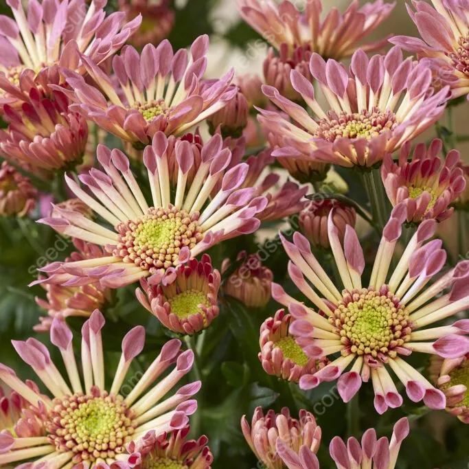 Chrysanthemum Indicum 'sunny' Seeds