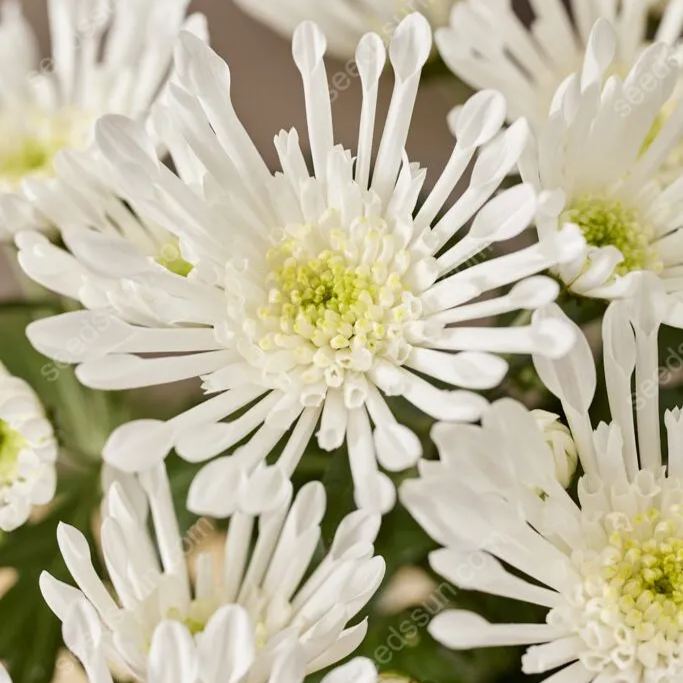 Chrysanthemum Indicum 'sunny' Seeds