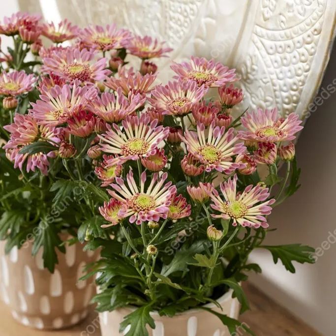 Chrysanthemum Indicum 'sunny' Seeds