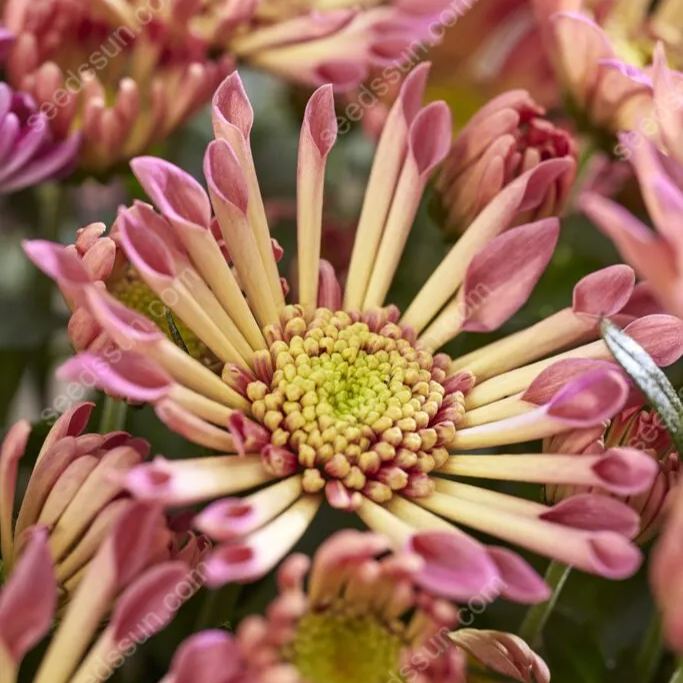 Chrysanthemum Indicum 'sunny' Seeds