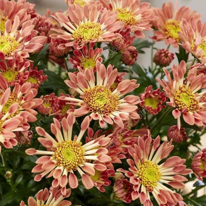 Chrysanthemum Indicum 'sunny' Seeds
