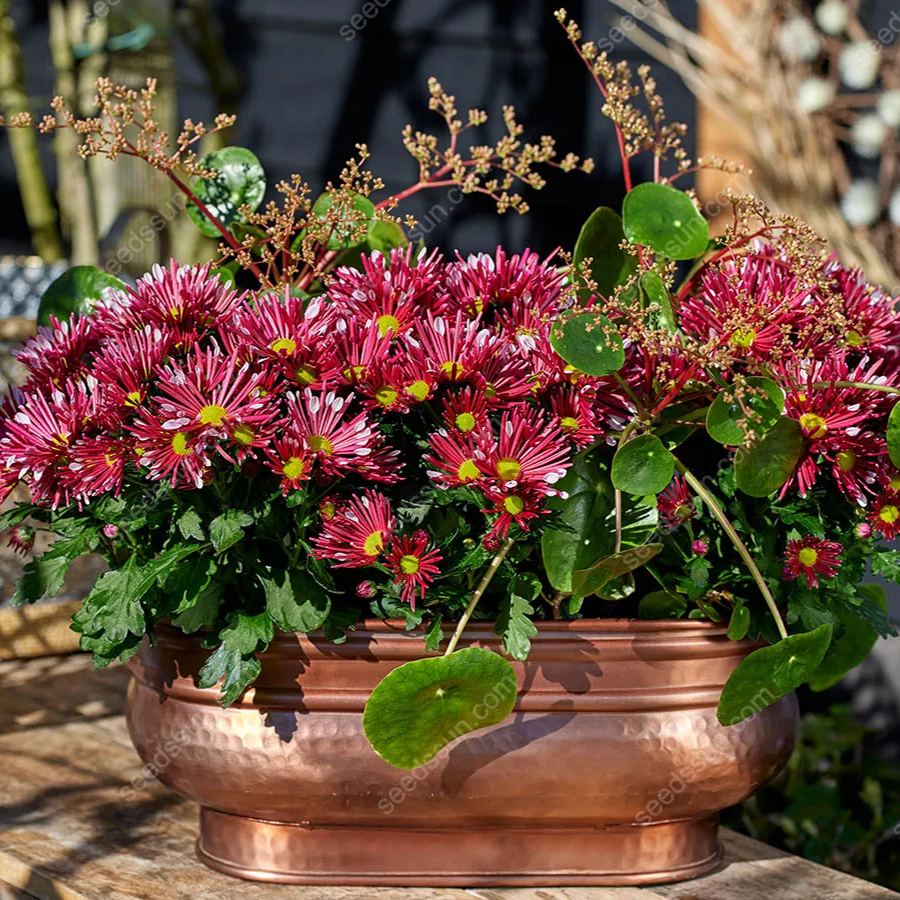 Chrysanthemum Indicum 'sunny' Seeds