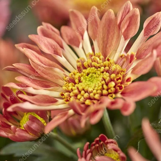 Chrysanthemum Indicum 'sunny' Seeds