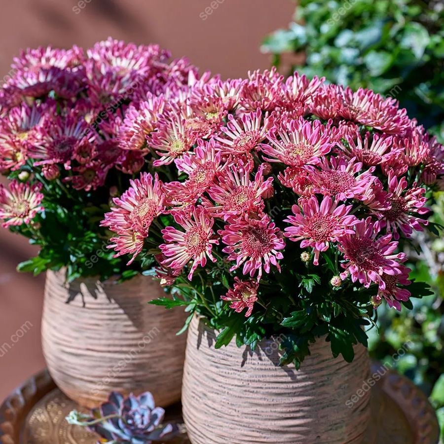 Chrysanthemum Indicum 'sunny' Seeds