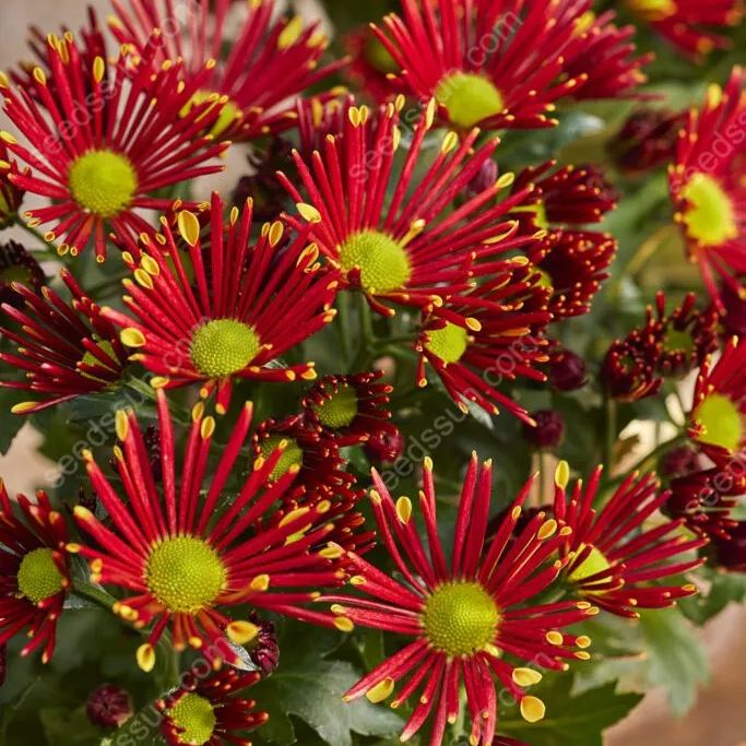 Chrysanthemum Indicum 'sunny' Seeds