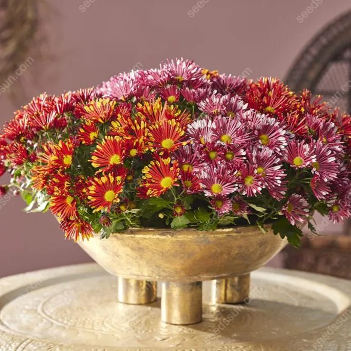 Chrysanthemum Indicum 'sunny' Seeds