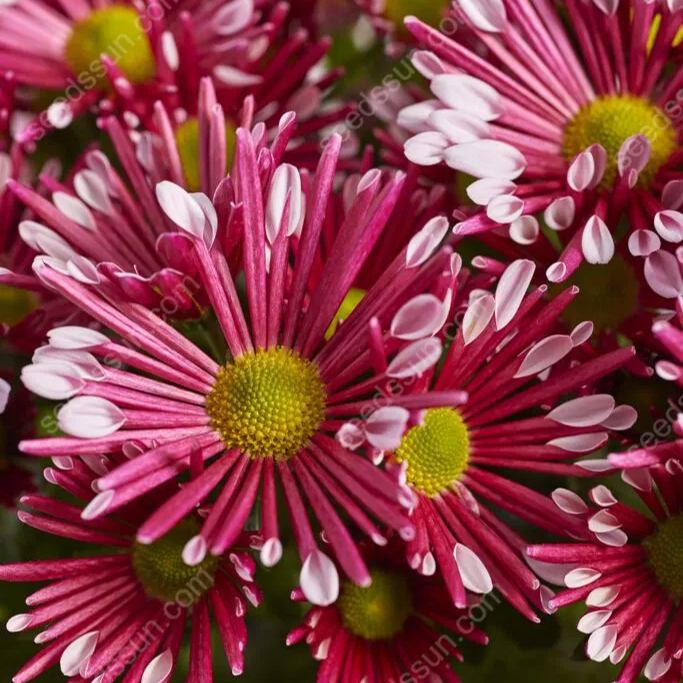 Chrysanthemum Indicum 'sunny' Seeds