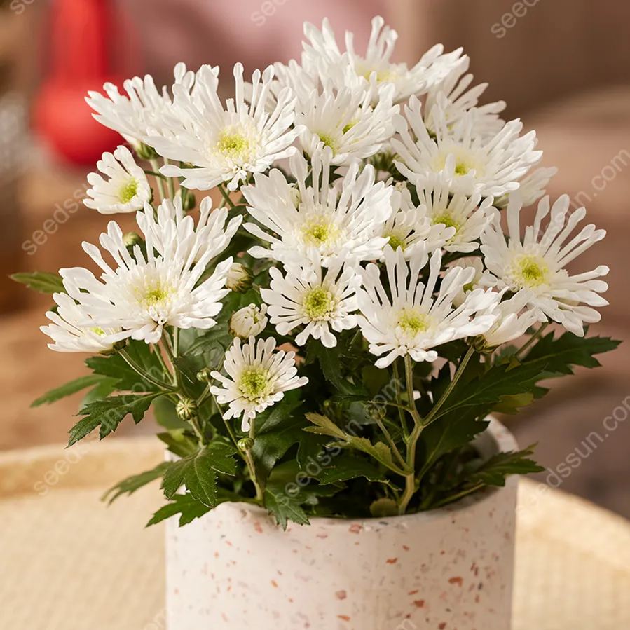 Chrysanthemum Indicum 'sunny' Seeds