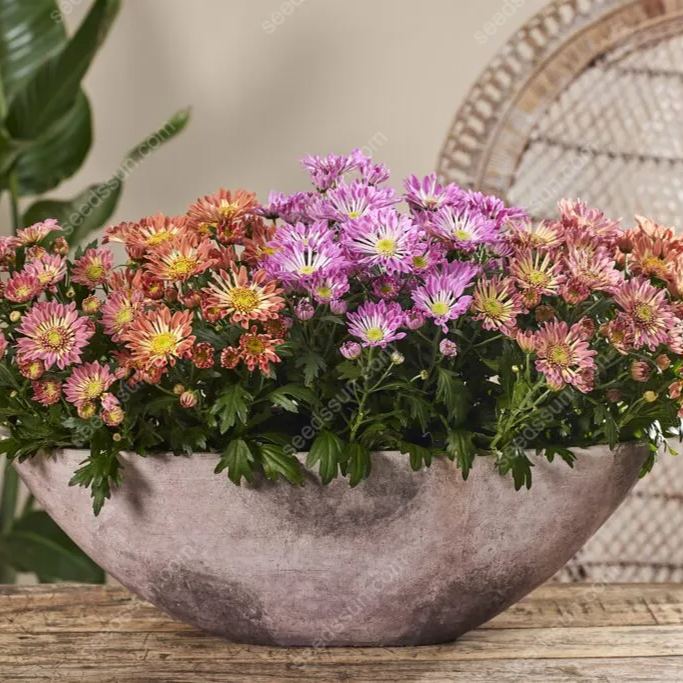 Chrysanthemum Indicum 'sunny' Seeds
