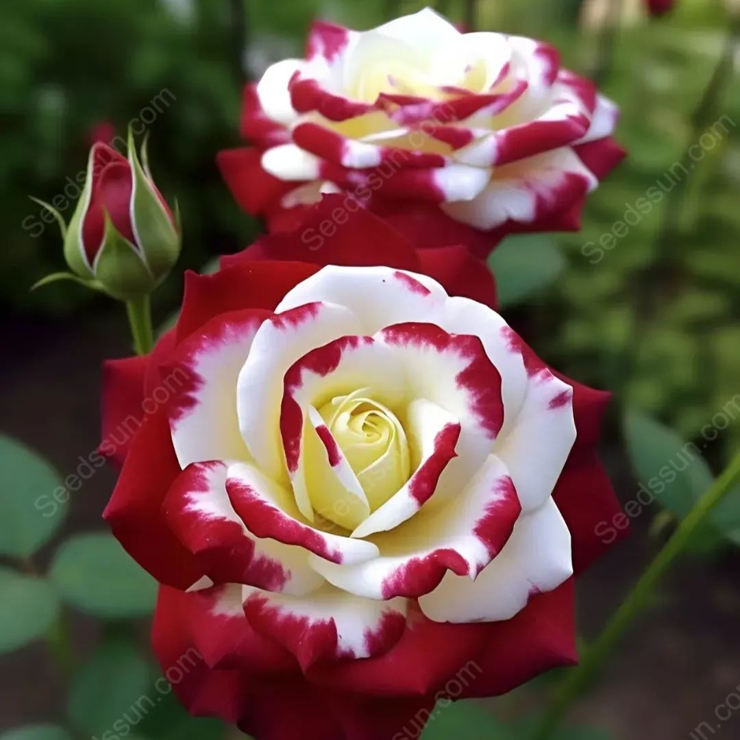 Twin Roses Seeds