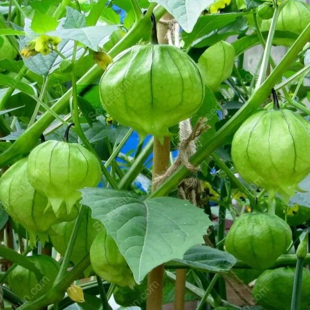 Ciplukan Fruits Seeds