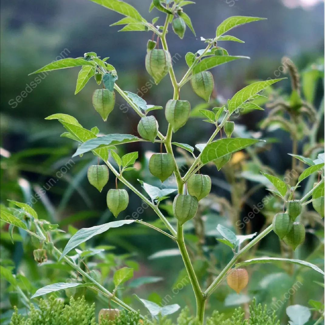 Ciplukan Fruits Seeds