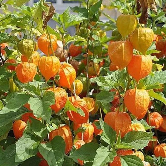 Ciplukan Fruits Seeds