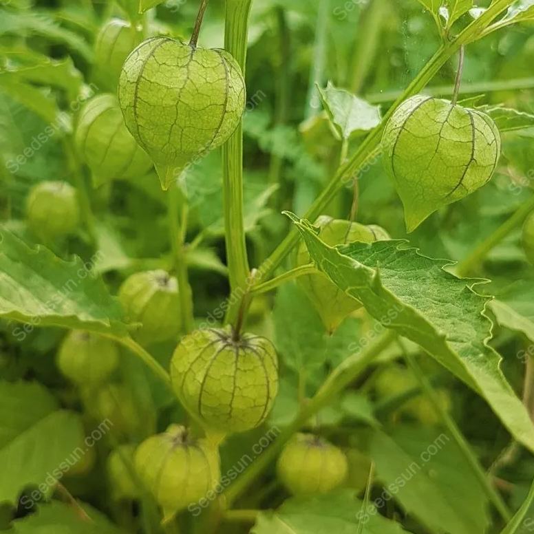 Ciplukan Fruits Seeds