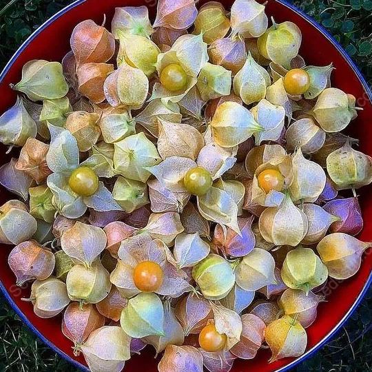 Ciplukan Fruits Seeds
