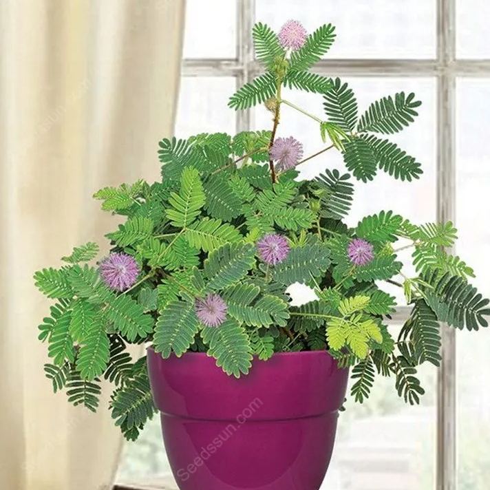 Sensitive Plant Mimosa Pudica Seeds