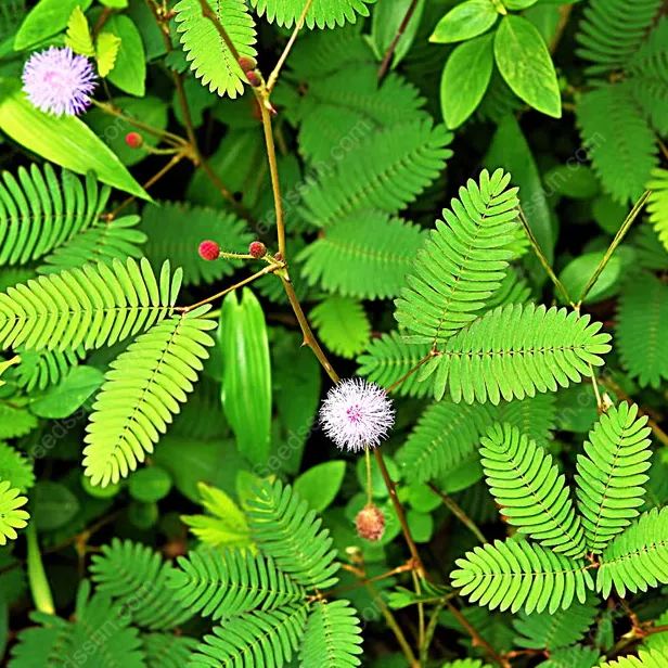Sensitive Plant Mimosa Pudica Seeds