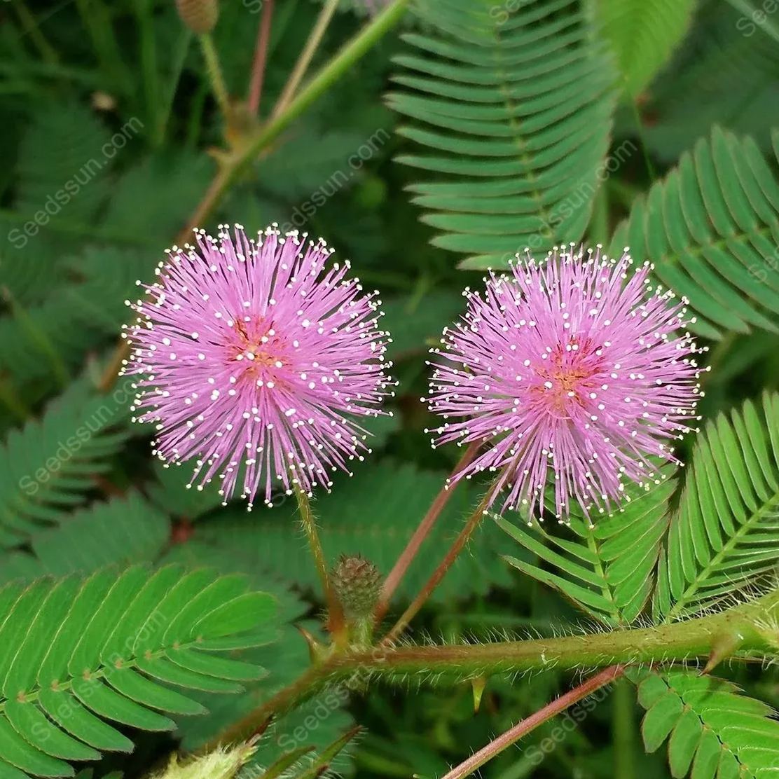 Sensitive Plant Mimosa Pudica Seeds