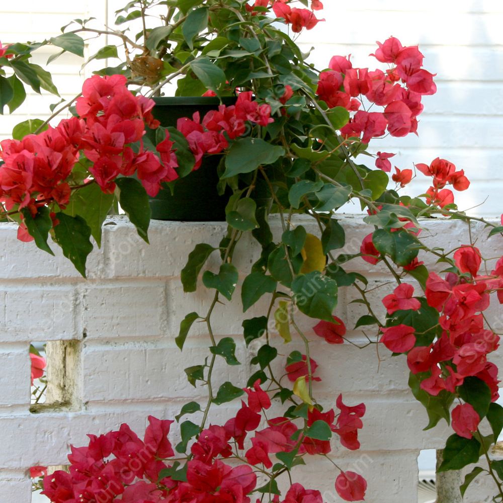 Bougainvillea Seeds-Climbing Plants