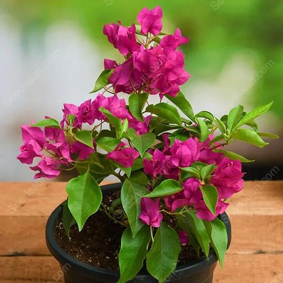 Bougainvillea Seeds-Climbing Plants