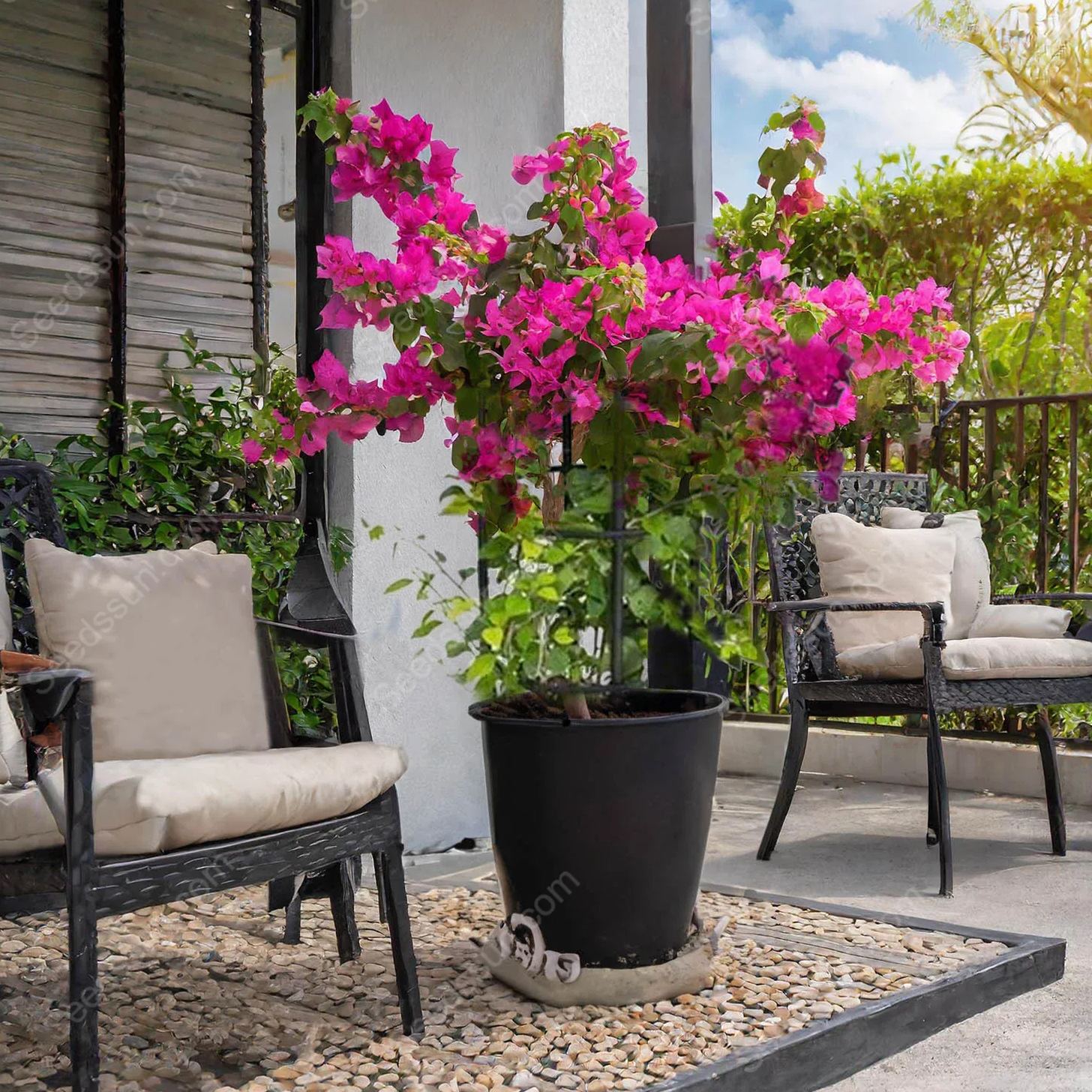 Bougainvillea Seeds-Climbing Plants