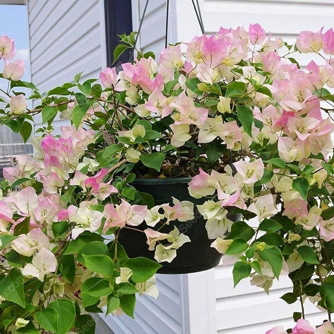 Bougainvillea Seeds-Climbing Plants