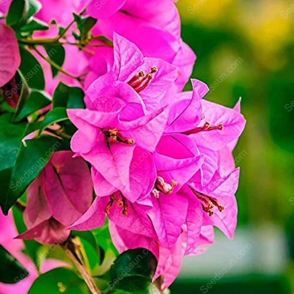 Bougainvillea Seeds-Climbing Plants