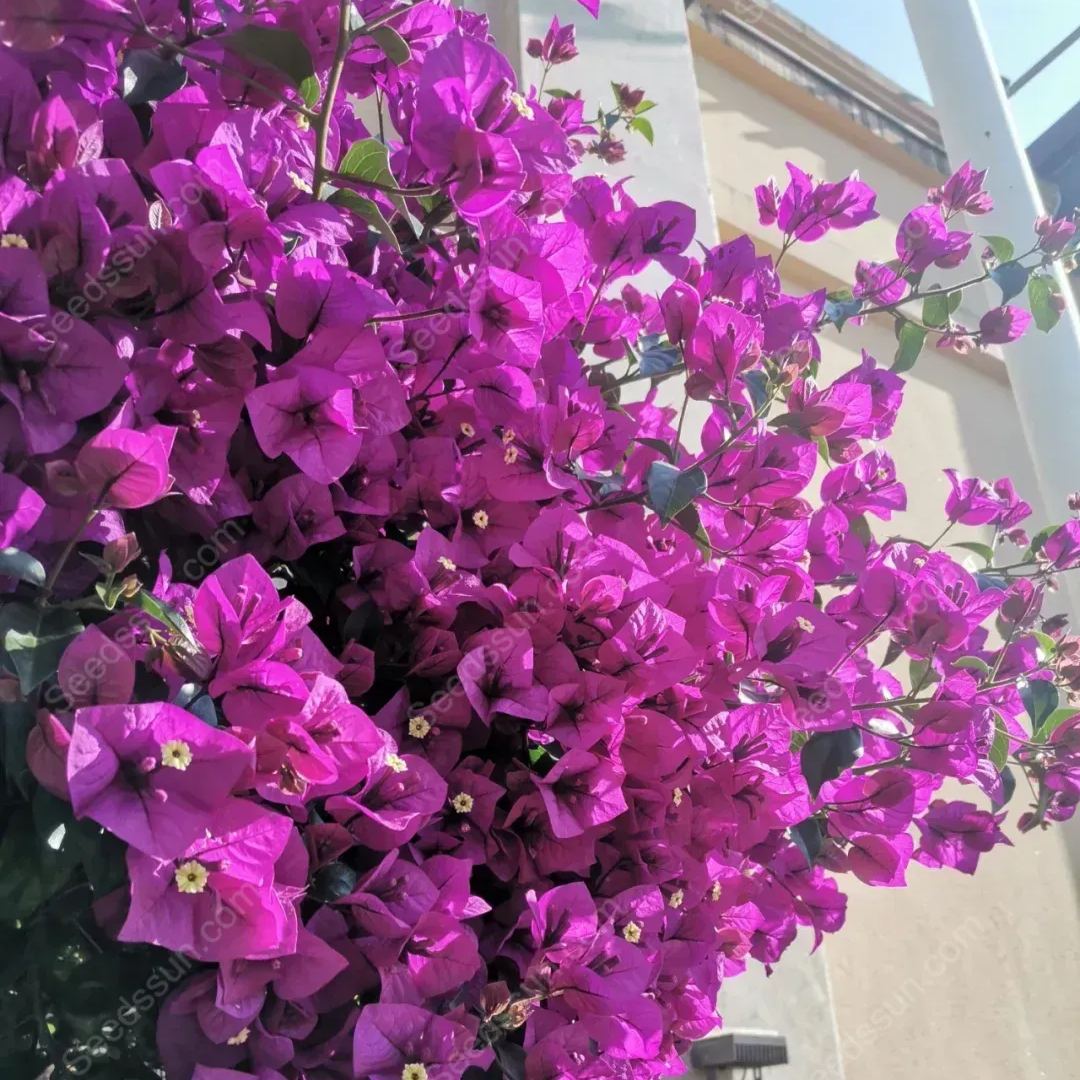 Bougainvillea Seeds-Climbing Plants