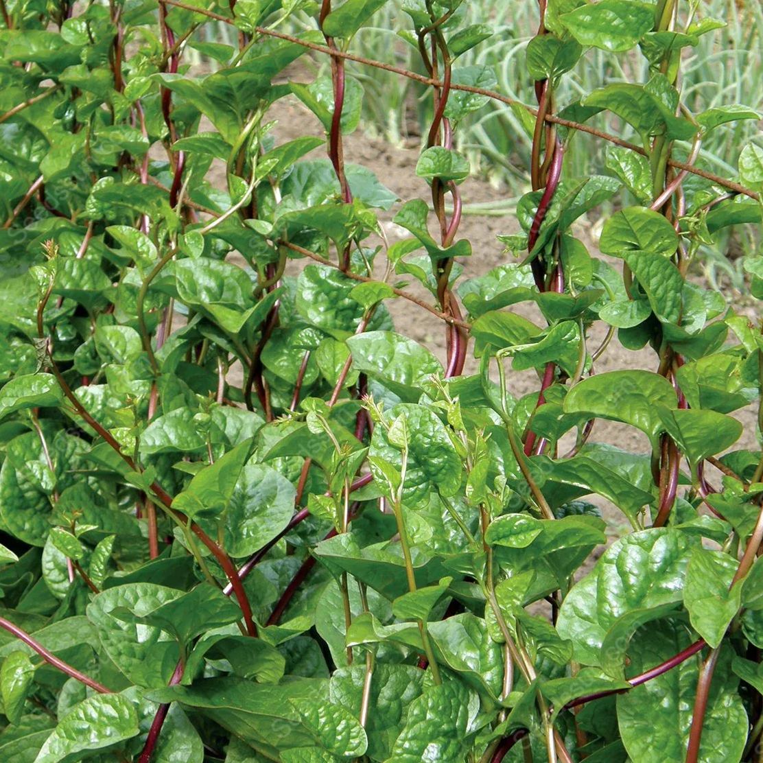 Malabar Spinach Seeds