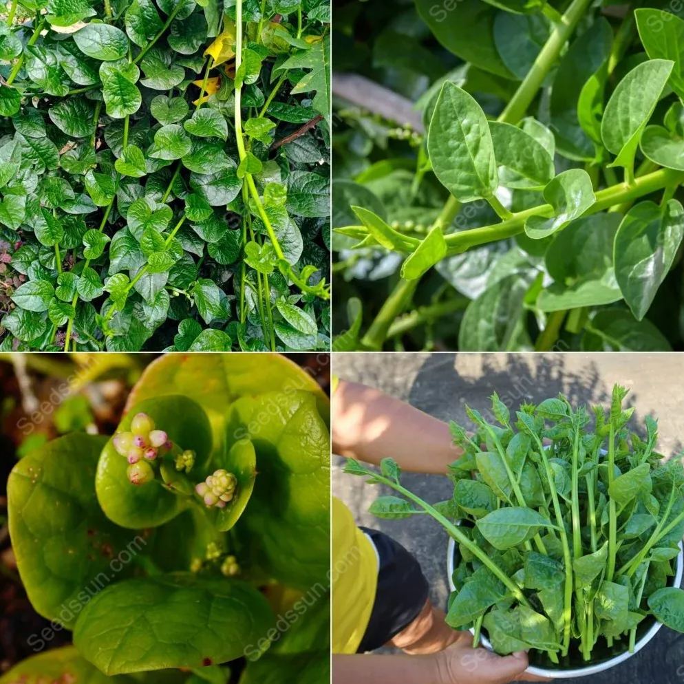 Malabar Spinach Seeds