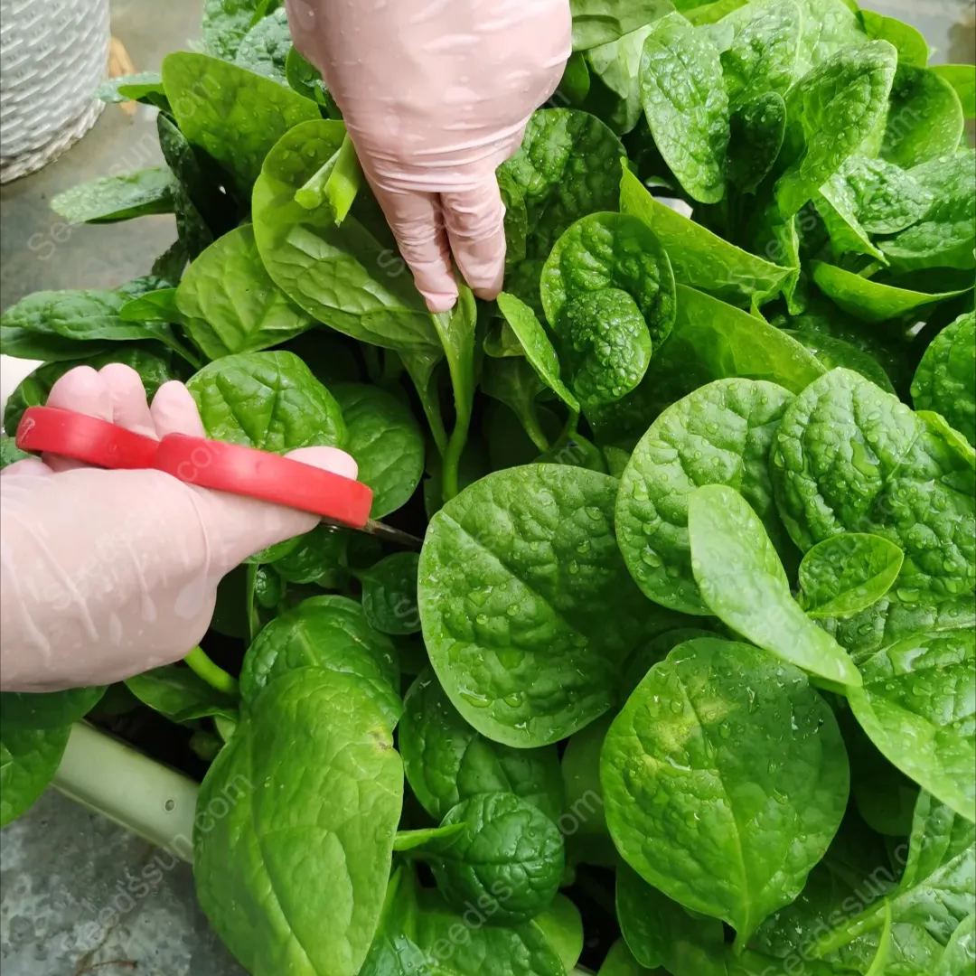 Malabar Spinach Seeds