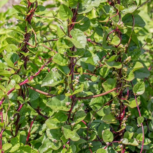 Malabar Spinach Seeds