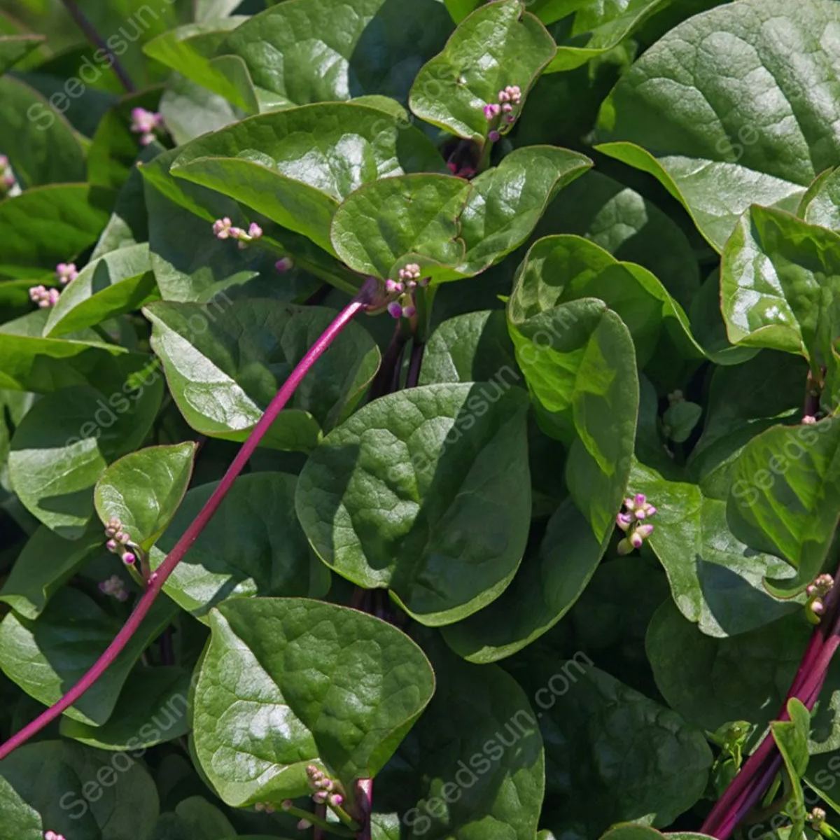 Malabar Spinach Seeds