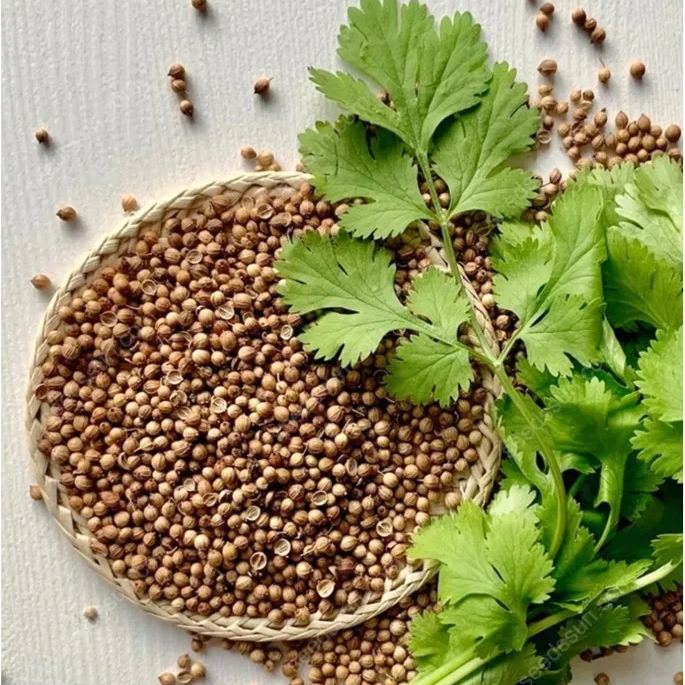 Coriander Seeds