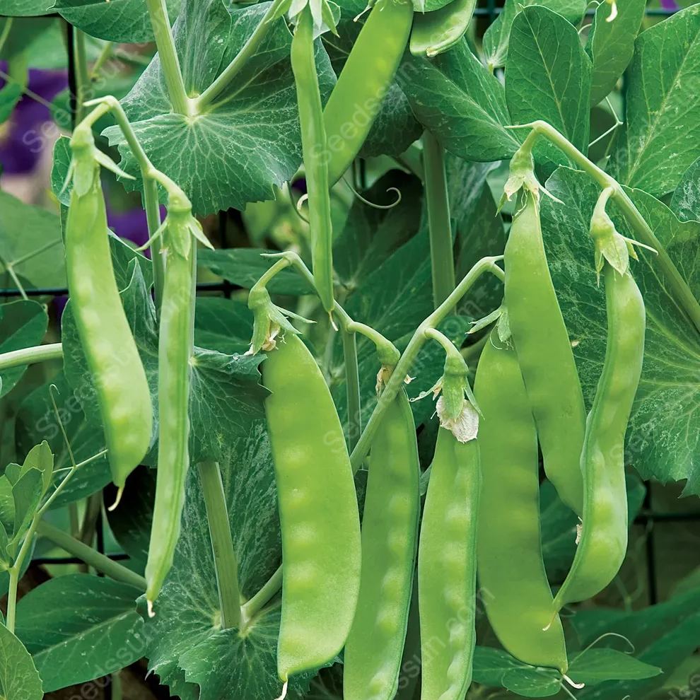 Snow Pea Oregon Sugar Pod II Seeds