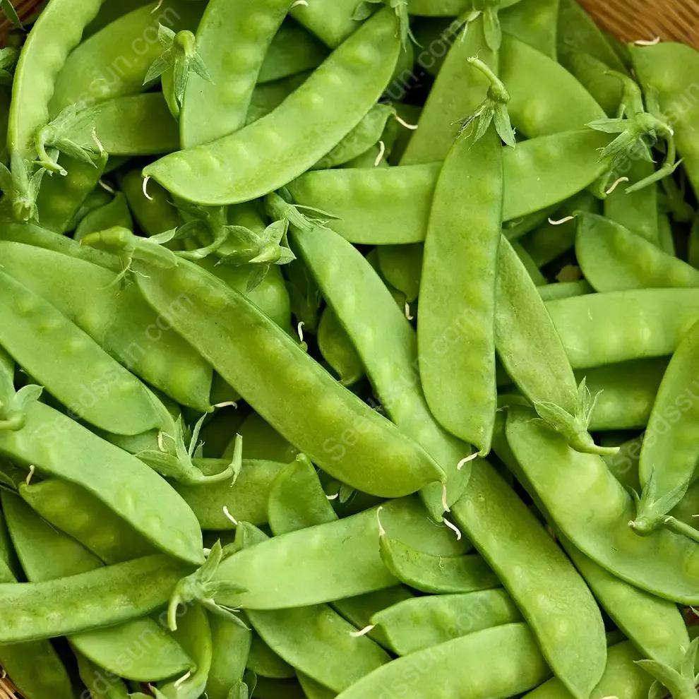 Snow Pea Oregon Sugar Pod II Seeds