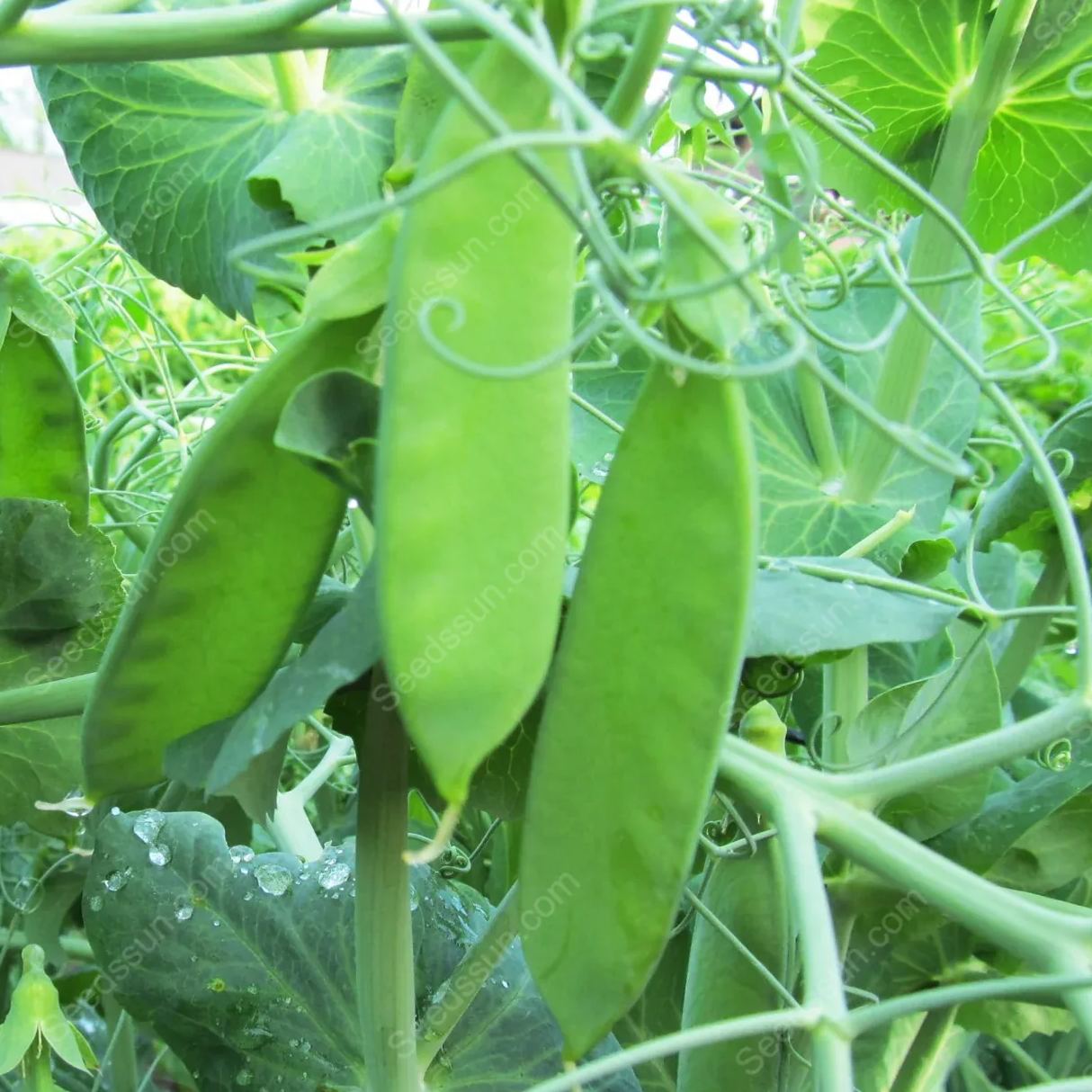 Snow Pea Oregon Sugar Pod II Seeds