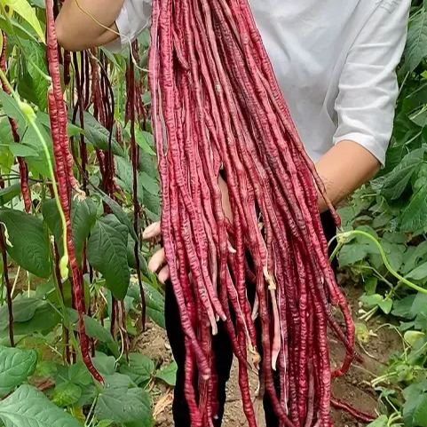Purple Cowpea Seeds- Organic Purple Yardlong Bean Seeds